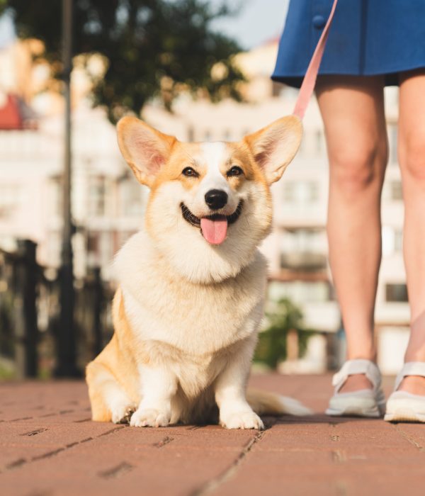 Cropped shot of welsh corgi dog pet sitting close to its host owner young woman teenager girl outdoors. Caucasian woman on a walk with her dog in city.