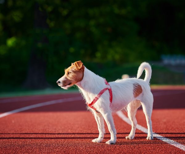 Dog walking on running track at stadium in summer day, Pet portrait