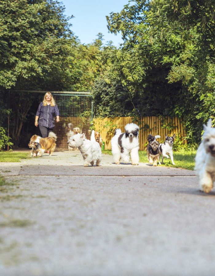 Woman walking with dogs on path
